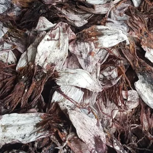 ปลาหมึกดำแห้ง