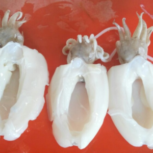 Frozen Cuttlefish