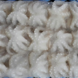 Frozen Baby Octopus