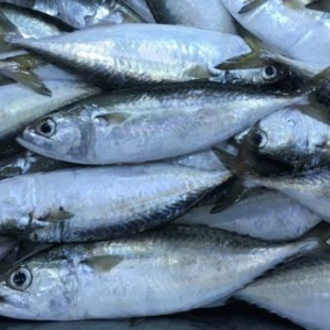 Frozen Indian Mackerel